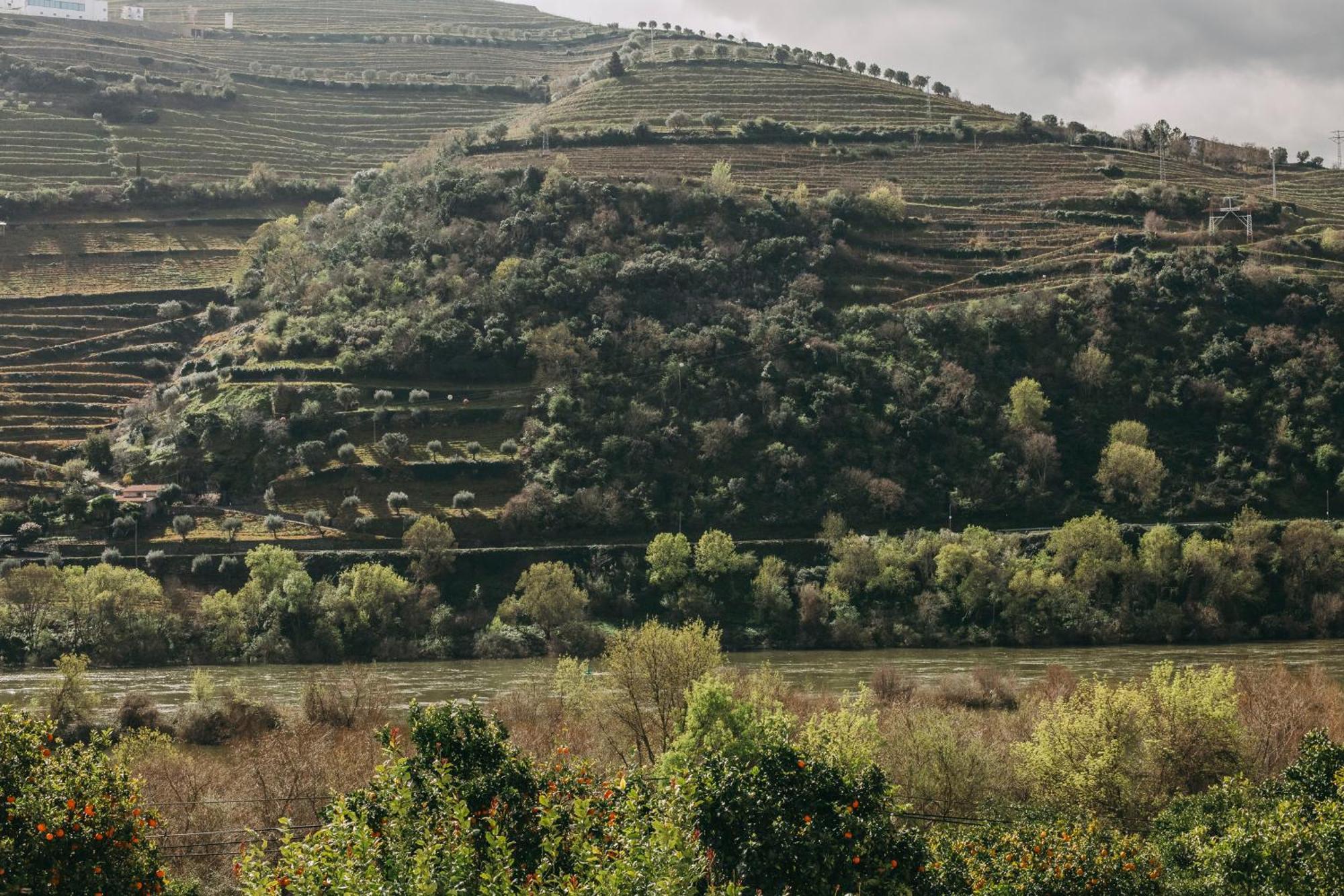 Torel Quinta Da Vacaria - Douro Valley Peso da Régua Exterior foto